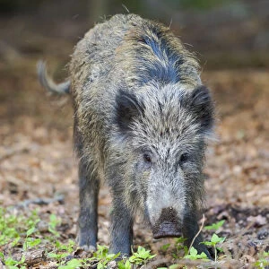 Wild Boar (Sus scrofa) in Forest. National Park Bavarian Forest, enclosure