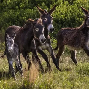 Wild burros in Custer State Park, South Dakota, USA