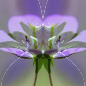 Wild geranium with special effect, Great Smoky Mountains, National Park, Tennessee