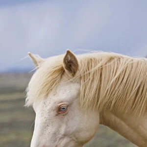wild horse (Equus caballos) adult in Wyoming, USA, June