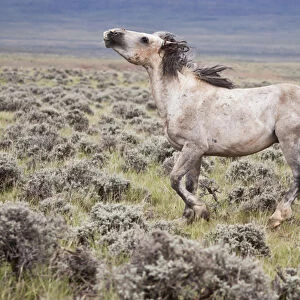 Wild Horse (Equus caballos) male scenting females, Wyoming, USA, June