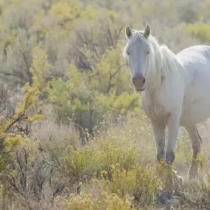 Wild horse, white eyes Wild horse, white eyes