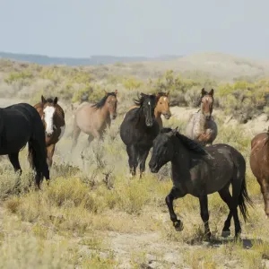 Wild horses approaching waterhole Wild horses approaching waterhole