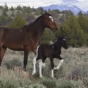 Wild Horses; Mare with Young Colt Wild Horses; Mare with Young Colt