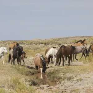 Wild horses at small waterhole Wild horses at small waterhole