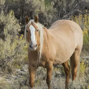 Wild mustang stallion Wild mustang stallion