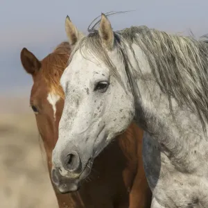 Wild mustangs Wild mustangs