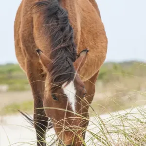 Wild mustangs or banker horses (Equus ferus caballus) in Currituck National Wildlife Refuge