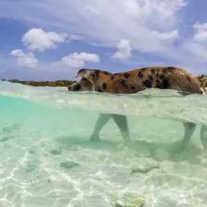 A wild pig walks in the clear blue waters off Big Majors Cay near Staniel Cay