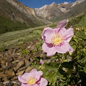 Wild rose, McGee Creek area, Eastern Sierras, California