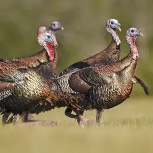Wild Turkey Print: Male Wild Turkey in Texas Landscape