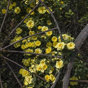 Wild yellow roses around old metal wagon wheel, Palouse region of eastern Washington