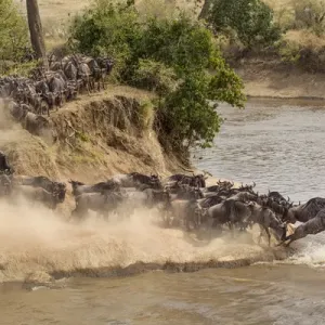 Wildebeest or gnu herd crossing Mara River in late summer, Masai Mara, Kenya, Africa Wildebeest or gnu herd crossing Mara River in late summer, Masai Mara, Kenya, Africa