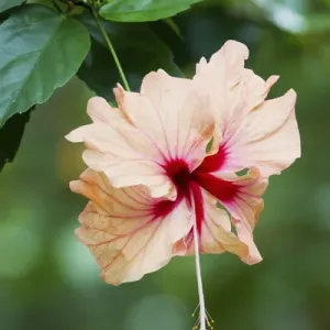 Prints of Caribbean Prints: Tobago