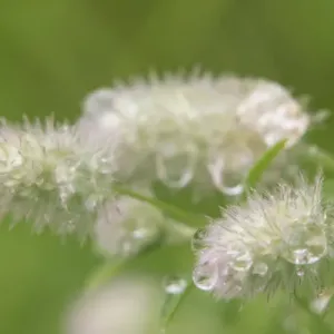 Wildflower, Flower, Minnesota