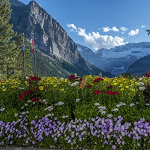 Wildflowers in Banff National Park