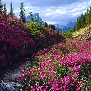 Wildflowers in Banff National Park, Alberta, Canada