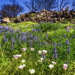 Wildflowers Print at Charmlee Wilderness Park