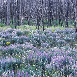 Wildflowers after a Forest Fire, Sawtooth NRA, Idaho, USA