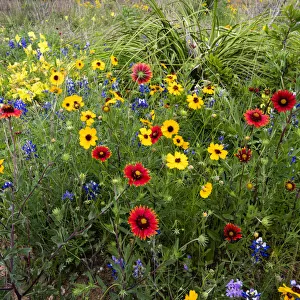 Wildflowers including Slender Greenthread and Firewheel
