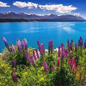 Wildflowers at Lake Pukaki in the Southern Alps, Canterbury, South Island, New Zealand