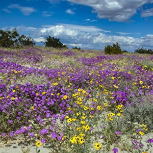 Wildflowers, San Jacinto Mountain, Palm Springs California