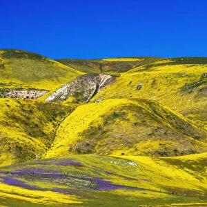 Wildflowers in the Temblor Range, Carrizo Plain National Monument, California, USA