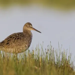 Willet; Moring Light