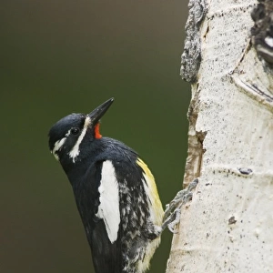 Williamsons Sapsucker, Sphyrapicus thyroideus, adult male at nesting cavity in aspen tree