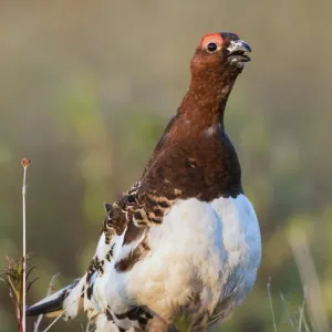 Alaska Print - Willow Ptarmigan Calling Alaska Print - Willow Ptarmigan Calling
