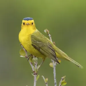 Wilsons Warbler Wilsons Warbler