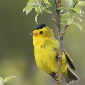Wilsons Warbler Wilsons Warbler