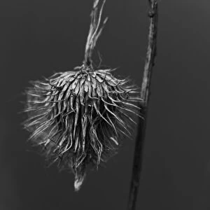 Wilted thistle head in black and white, Michigan