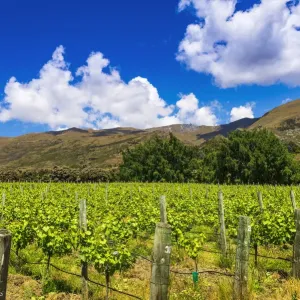 Wine Grapes Print at Rippon Vineyard, Lake Wanaka Wine Grapes Print at Rippon Vineyard, Lake Wanaka