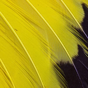 Wing feathers of Yellow rumped Cacique