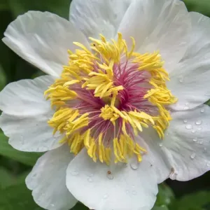 Winged Victory Peony, USA