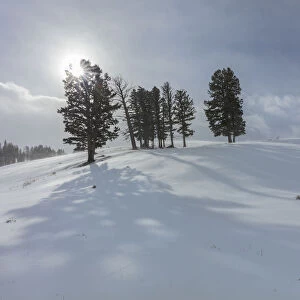 Winter shadows from douglas fir trees in Yellowstone National Park, Wyoming, USA