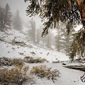 Winter snow on the white mountain bristlecones in northern California