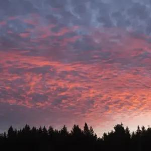 Wisconsin Sunset Print with Alto Cumulus and Silhouetted Trees Wisconsin Sunset Print with Alto Cumulus and Silhouetted Trees