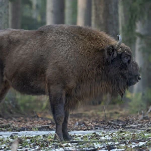 Wisent or European bison (Bison bonasus, Bos bonasus) during winter