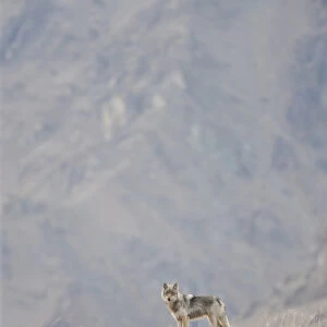 A wolf from the Grant Creek Pack, stares down from a ridgetop in Denali National Park
