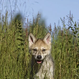Wolf pup, Canis lupus, Captive