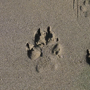 Wolf tracks along sandy beach of a lake in Caribou Mountains, British Columbia, Canada