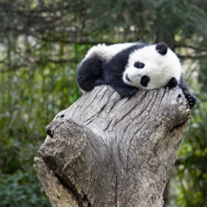 Wolong Reserve, China, Baby panda asleep on stump