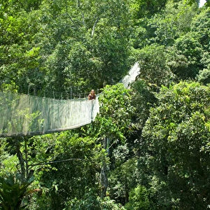 Woman on a canopy walkway above the Amazon Jungle of Brazil or Peru, South America