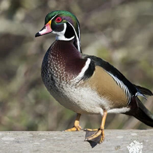 The wood duck or Carolina duck (Aix sponsa), a species of perching duck, is one of