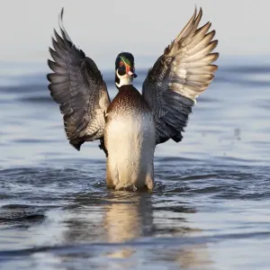 Wood duck male flapping wings in wetland, Marion County, Illinois Wood duck male flapping wings in wetland, Marion County, Illinois