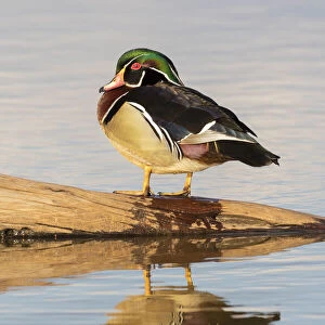 Wood duck male on log in wetland Marion County, Illinois
