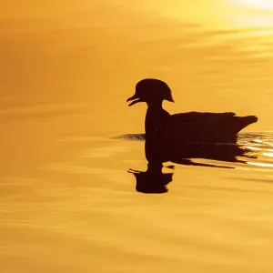 Wood duck male at sunrise in wetland, Marion County, Illinois Wood duck male at sunrise in wetland, Marion County, Illinois