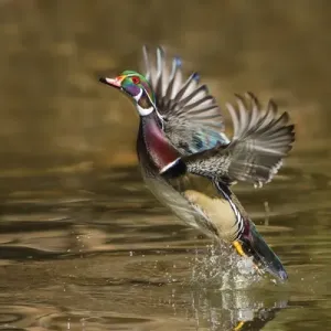 Eichhäher (Aix sponsa), männlich, vom Fluss abheben Eichhäher (Aix sponsa), männlich, vom Fluss abheben